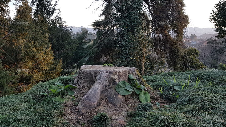forest stump