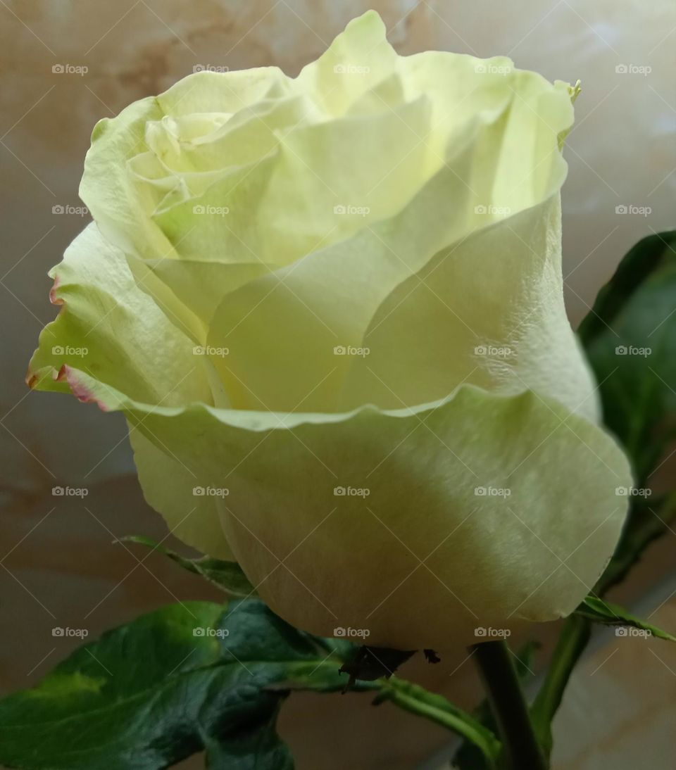 White rose