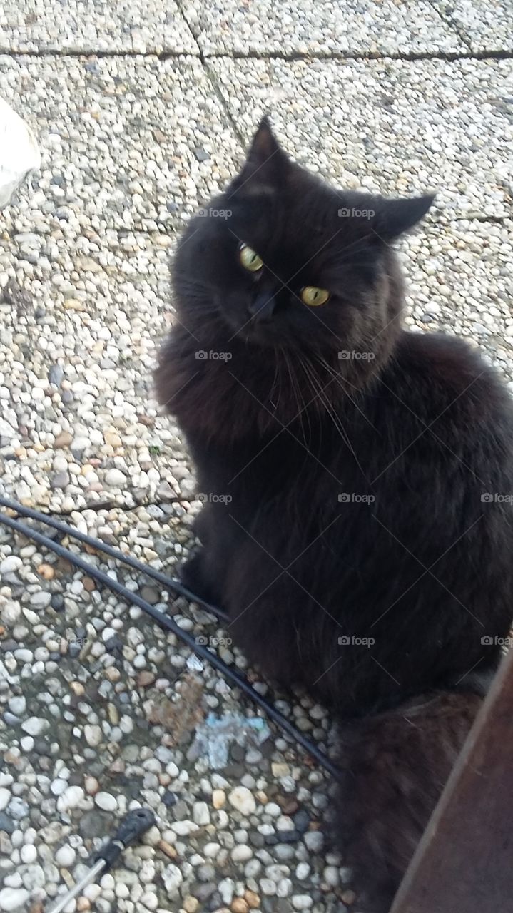 Cat to sit in the backyard