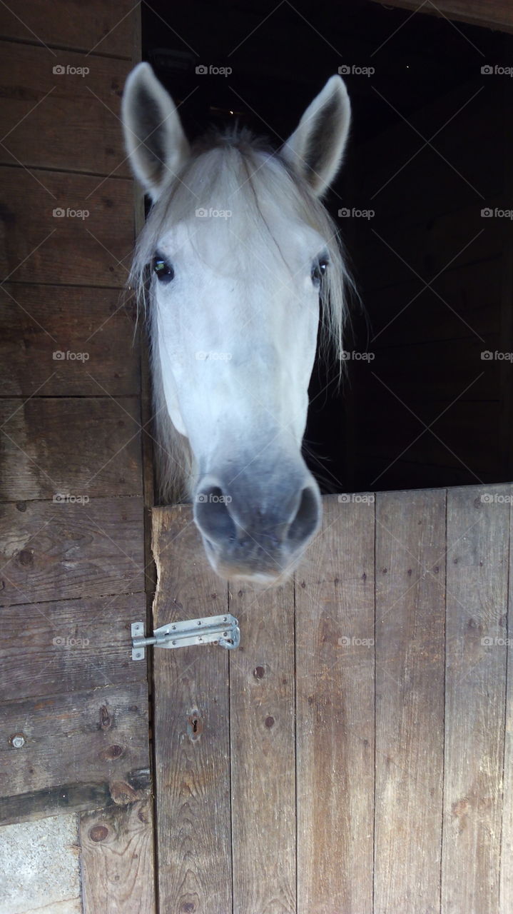 Horse riding. School Horses
