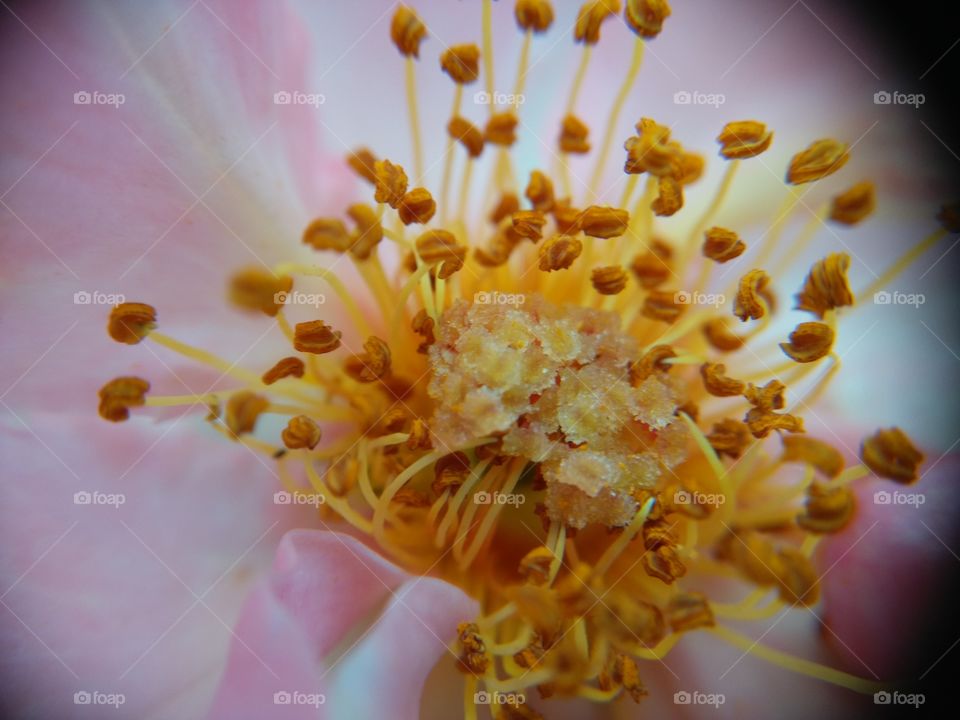 Picture taken with my smartphone and macro lens.