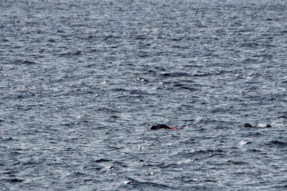 Swimming diver in rippled atlantic ocean
