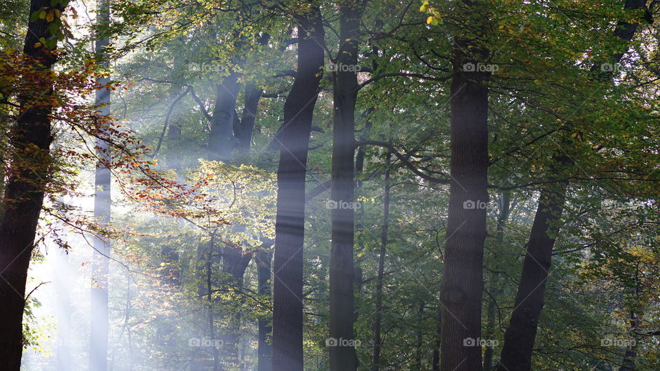 Sunbeam in a park in Antwerp