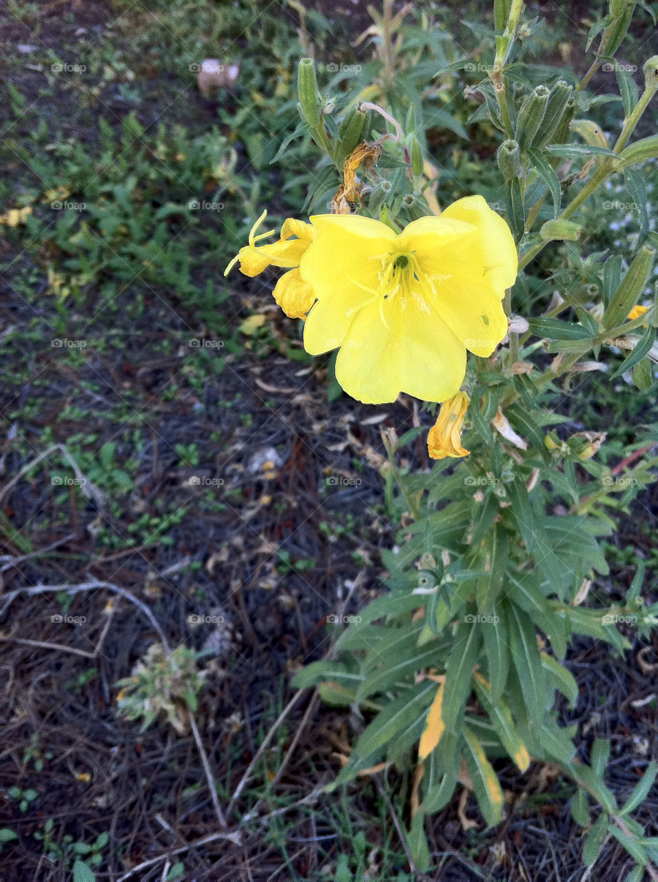 flowers yellow close up by sabont