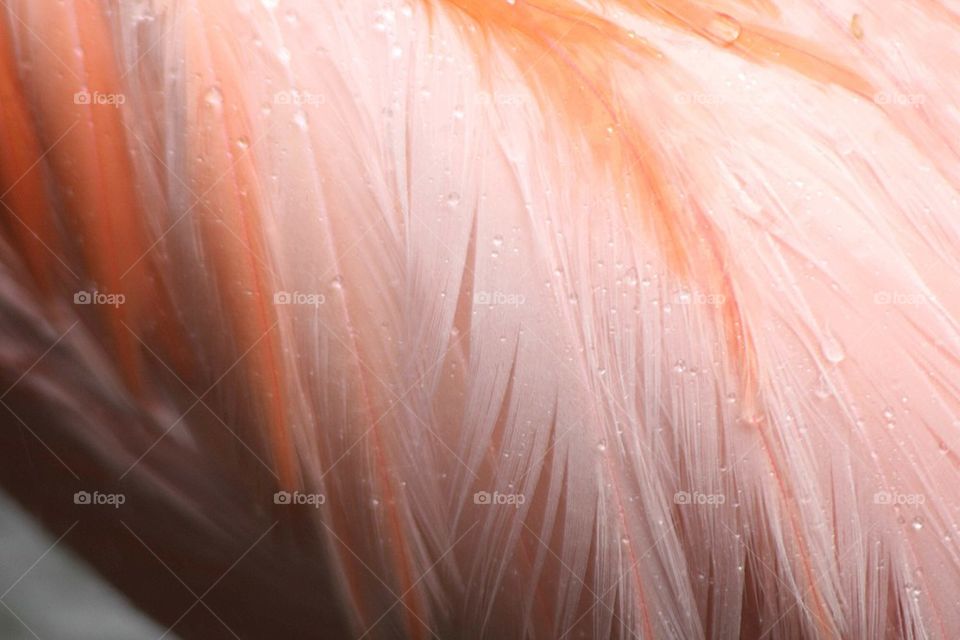 Flamingo feathers in rain