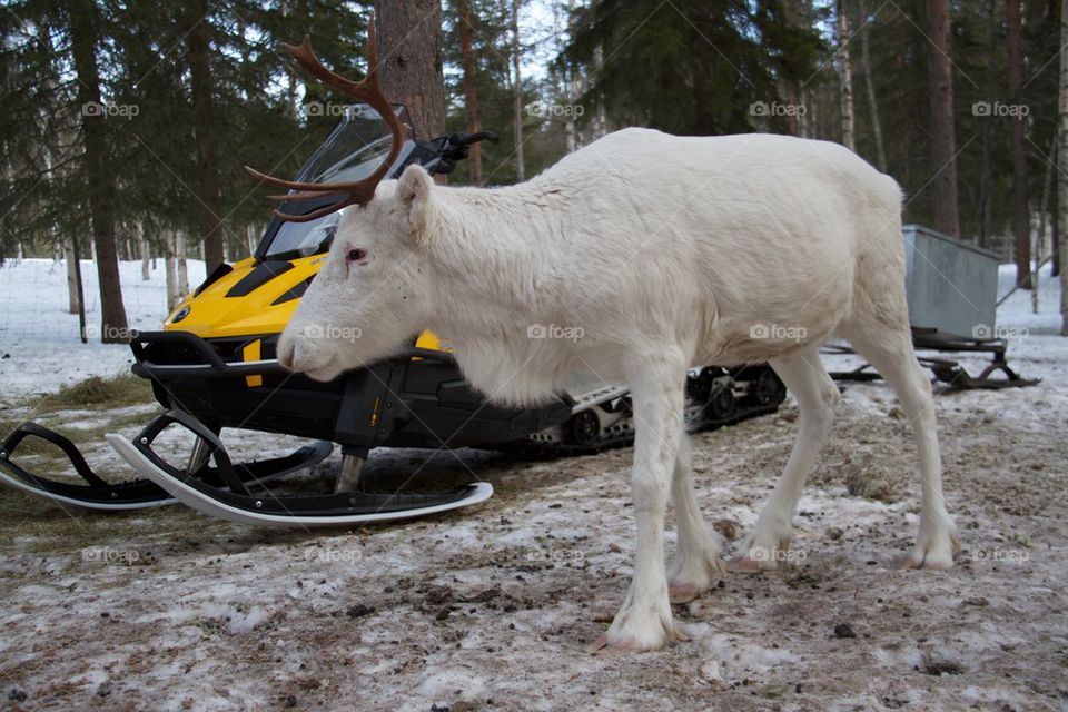 Reindeer farm in Lapland 