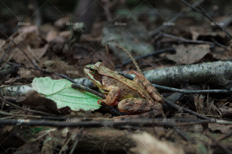 The frog in forest
