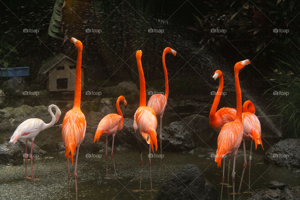 beautiful orange crane