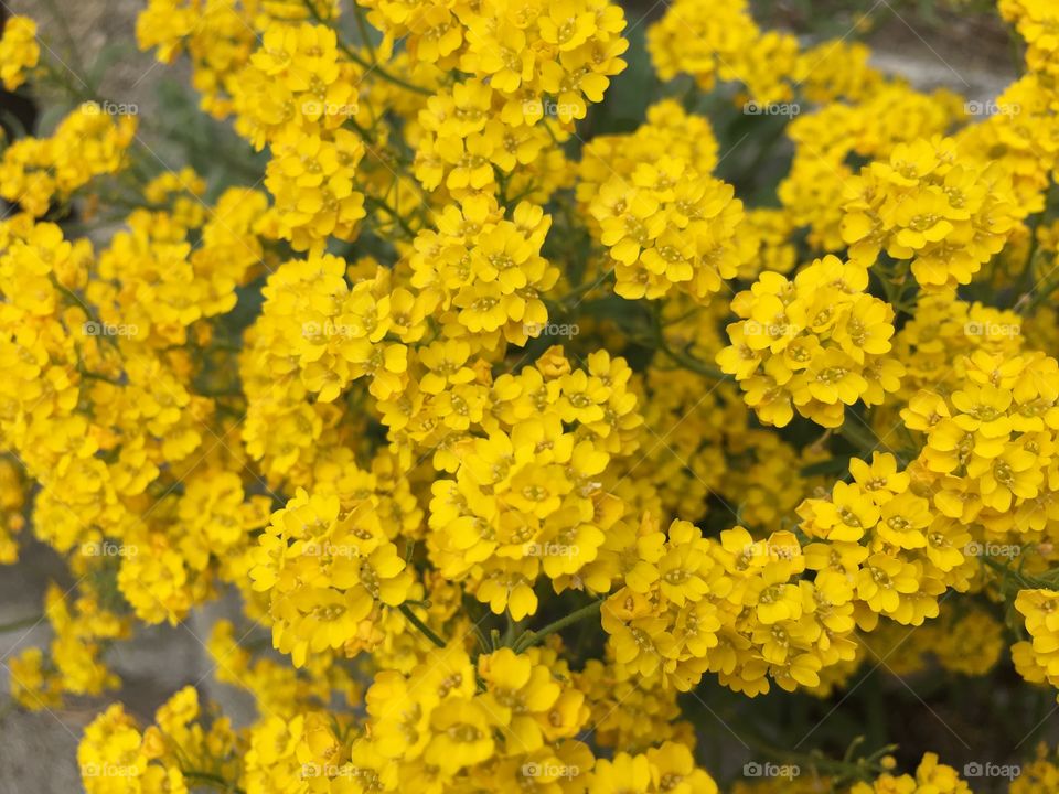 Yellow flowers 