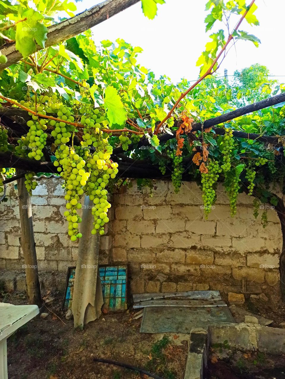 üzüm asma wine