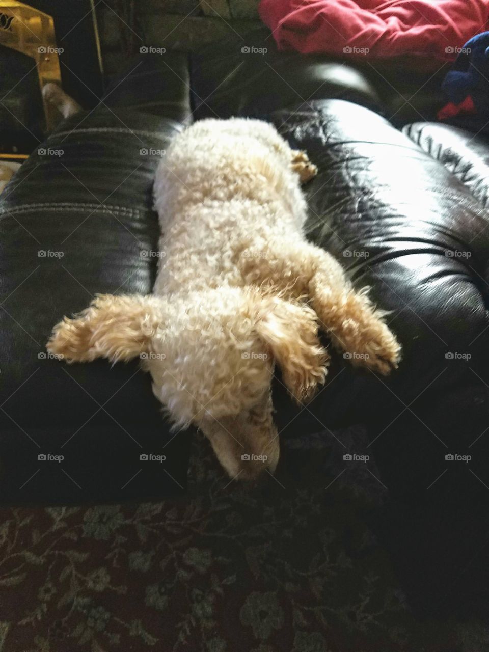Poodle dog laying down on leg rest of recliner chair. Sleeping dog, head hanging off leg rest🐩🐾!