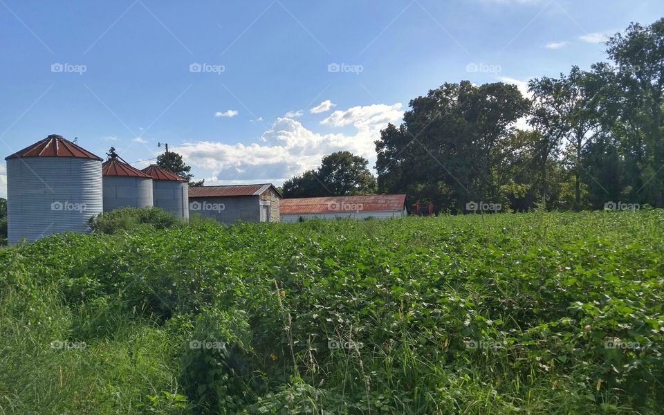 Silos and barn in soy field