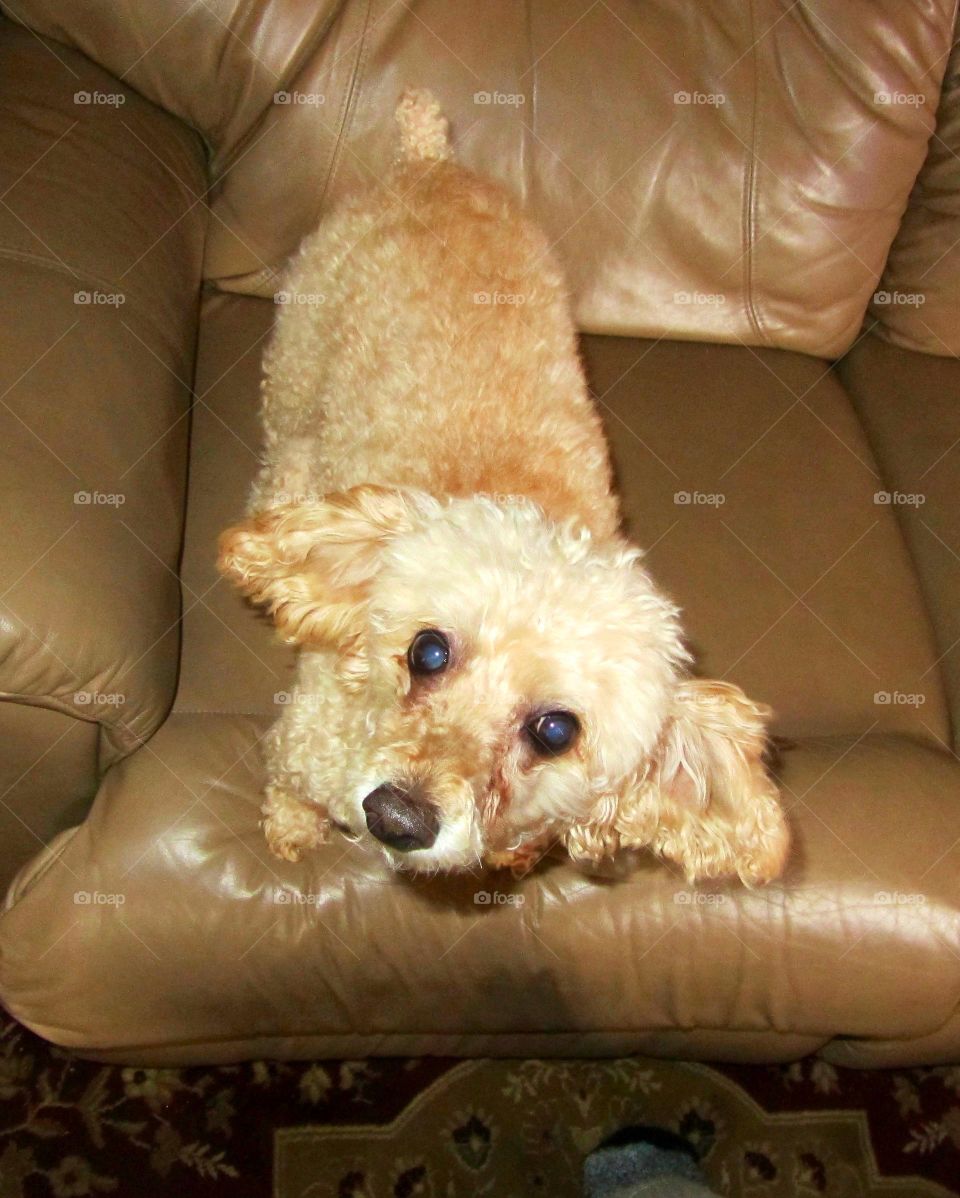 Young apricot poodle looking up from tan leather couch.