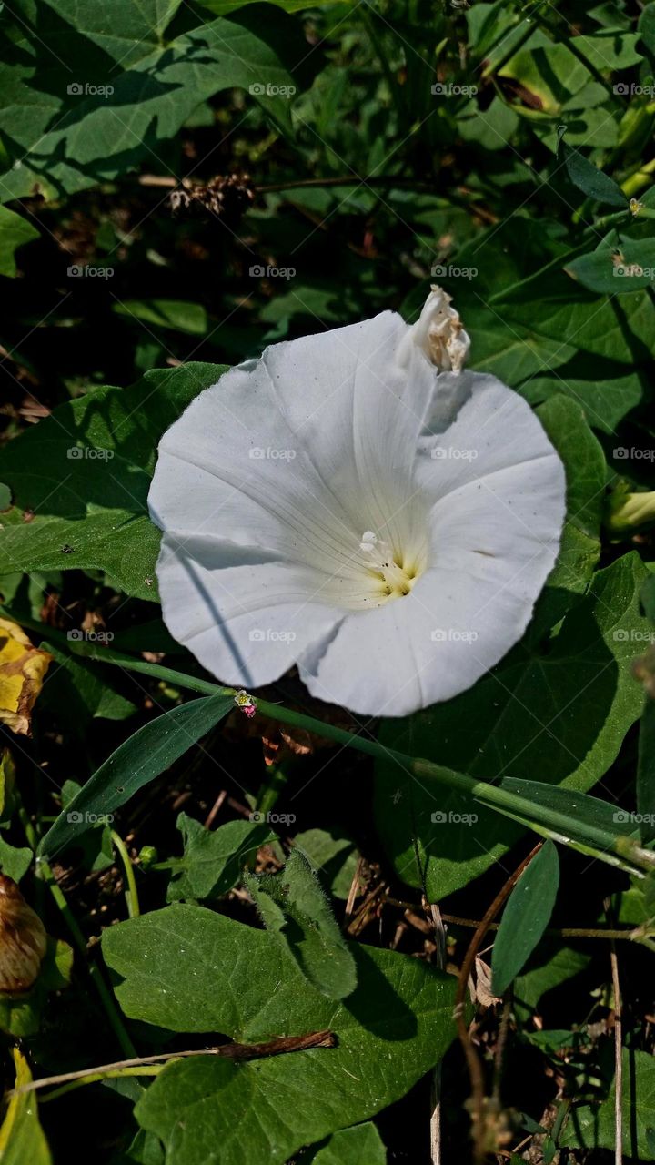 white flower