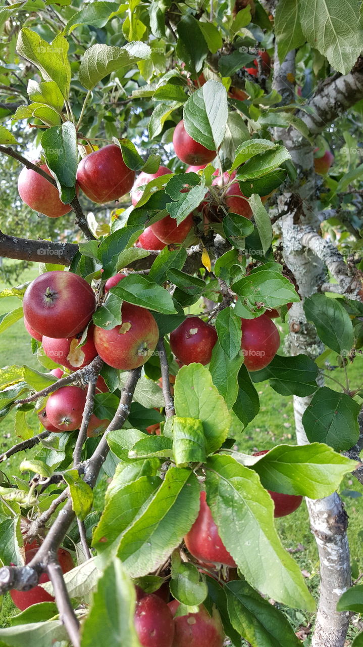 red apple tree