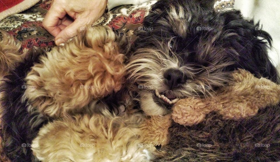 Cute Dog Playing With Plush Toy