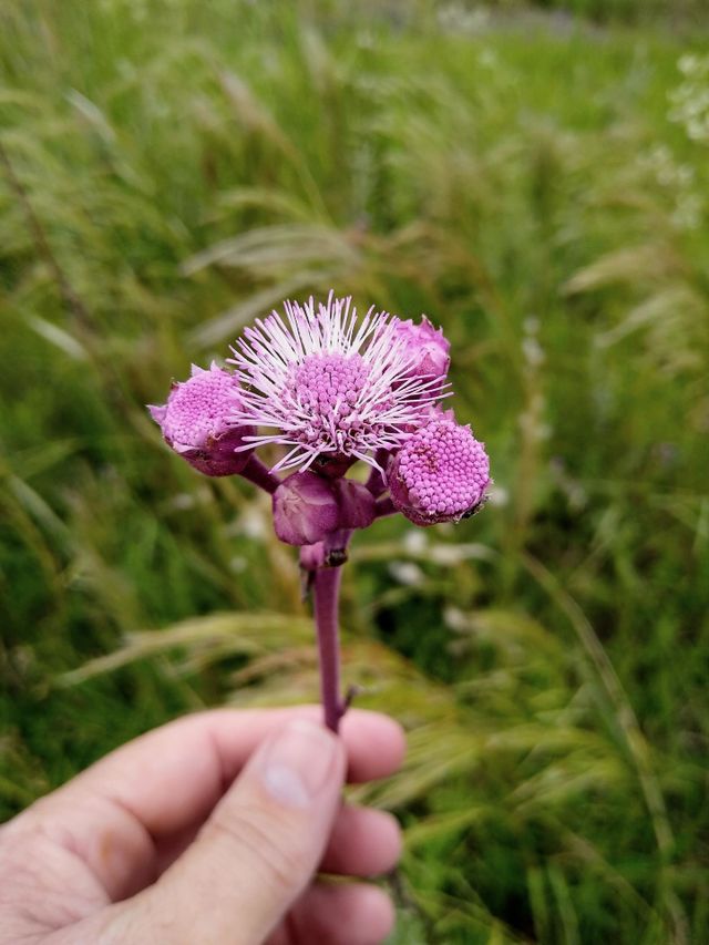 Flor silvestre