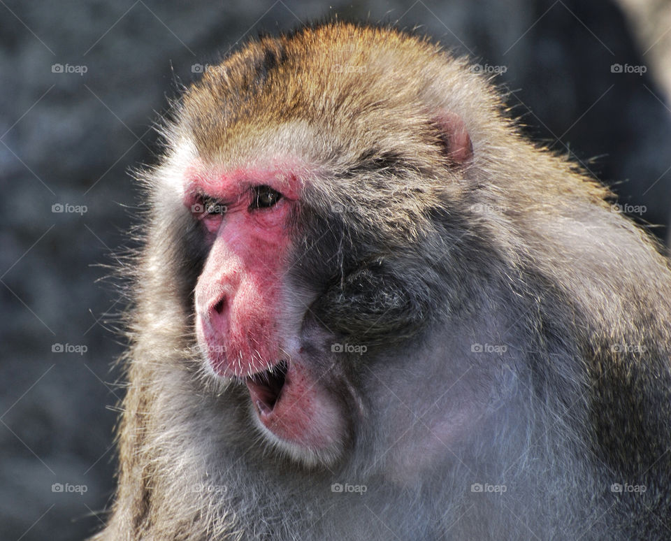 zoo laughing monkey nyc by delvec