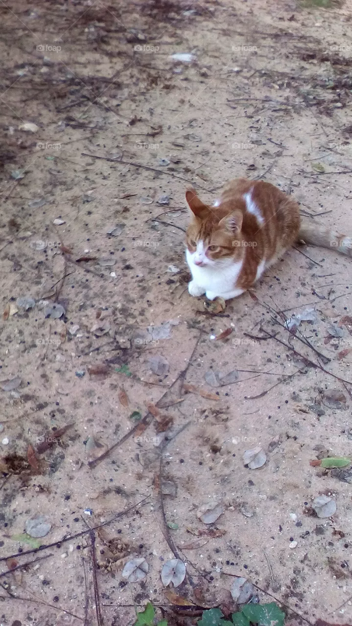 Cat