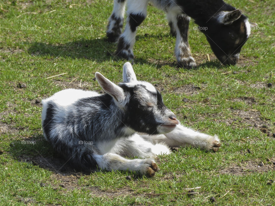 Baby goats sleeping