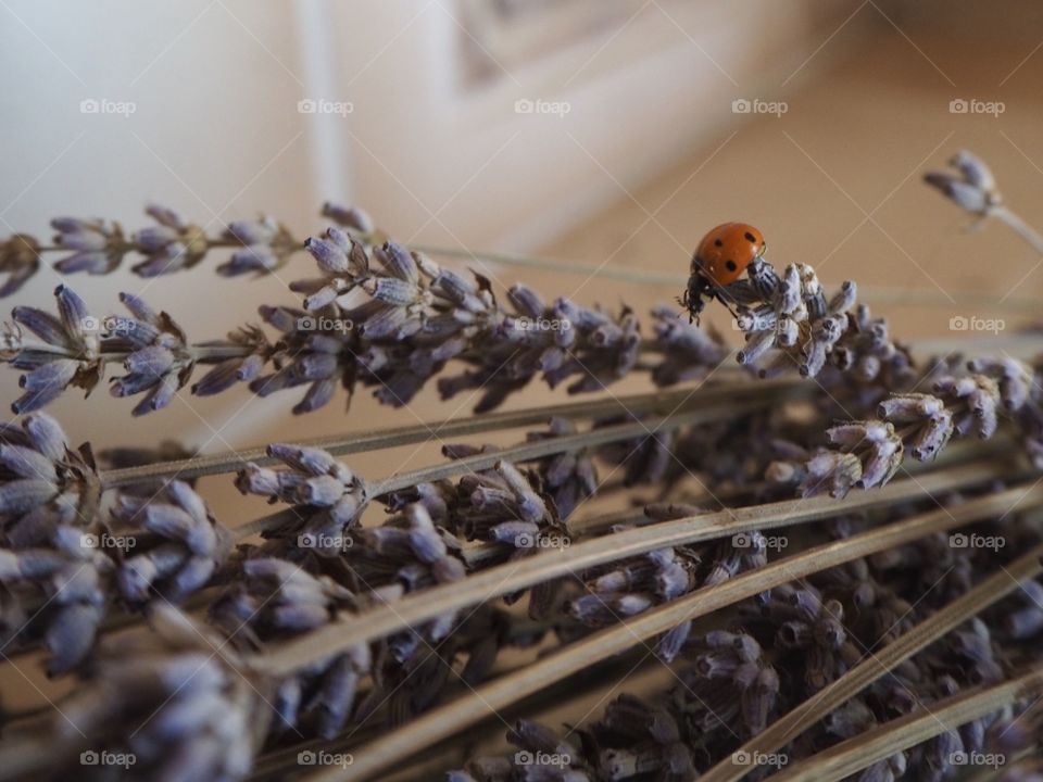 Ladybug and lavander