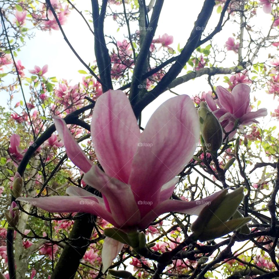 Pink tulip tree with slight filter