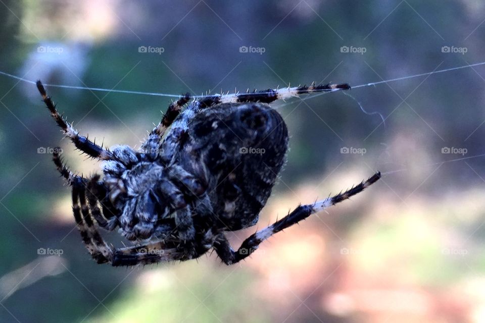 Big spider in its web