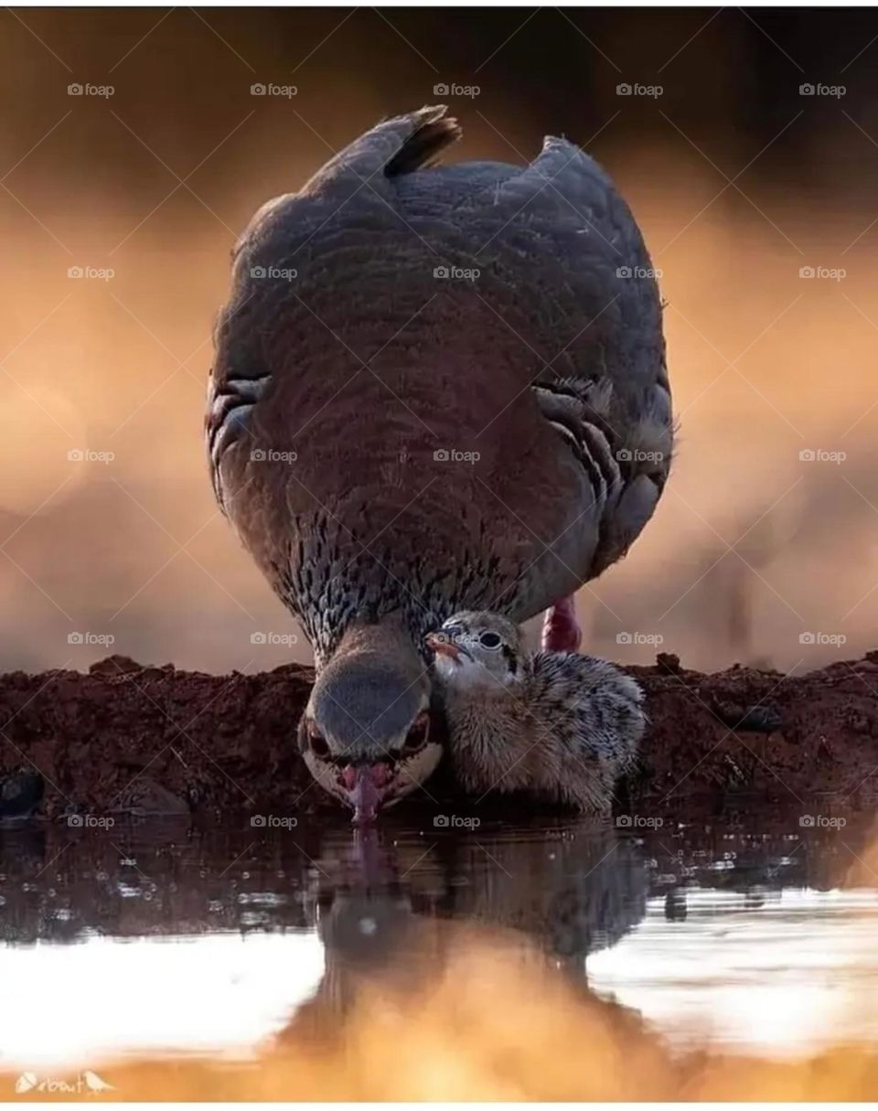 partidge in lake in Greece at Crete