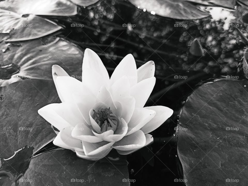 lotus flower closeup in black and white. water lily macro