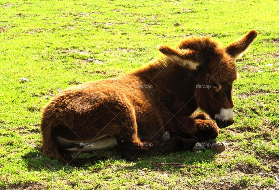 cute little donkey