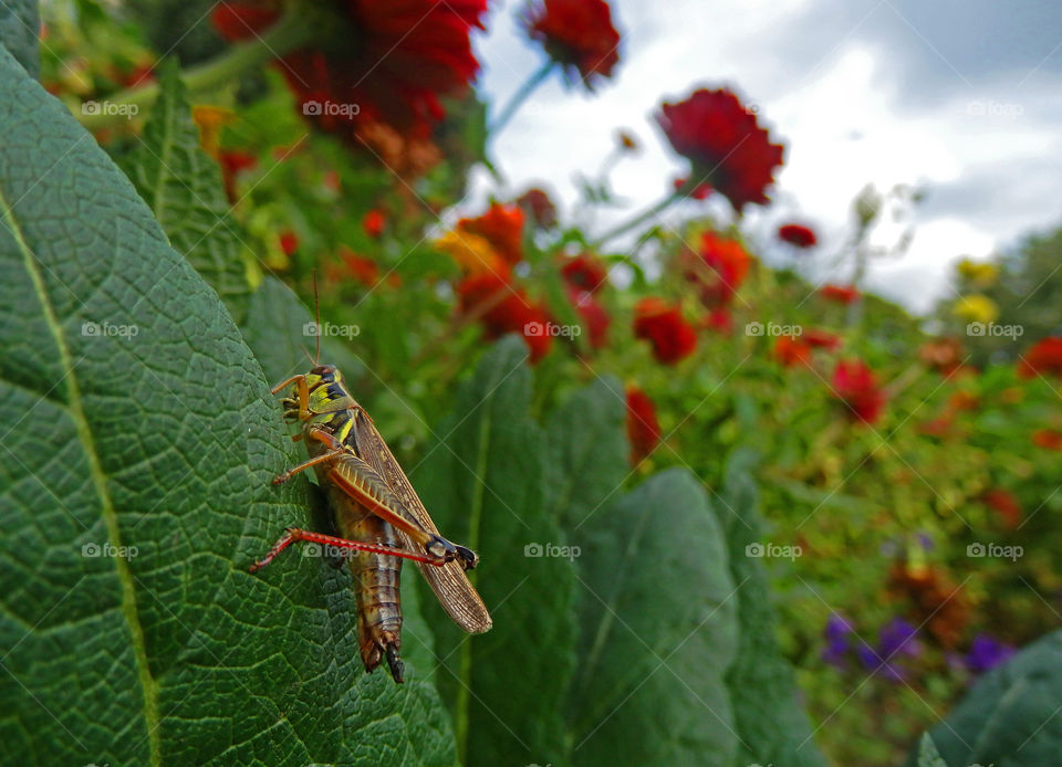 Green grasshopper on leafs in beautiful field of red and orange flowers Scientific name: Melanoplus femurrubrum, Orthoptera, Acrididae beautiful insect closeup photography background