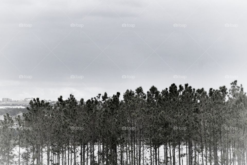 Pine Trees in winter