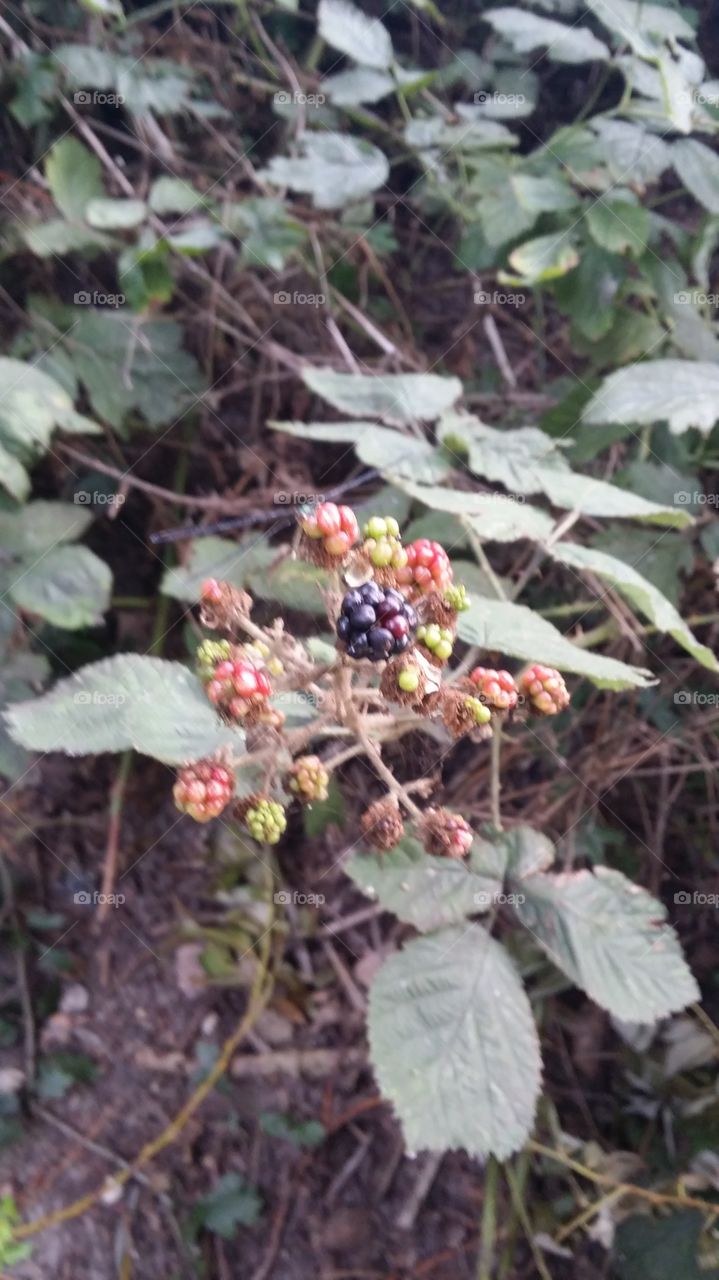 Blackberries. Love those