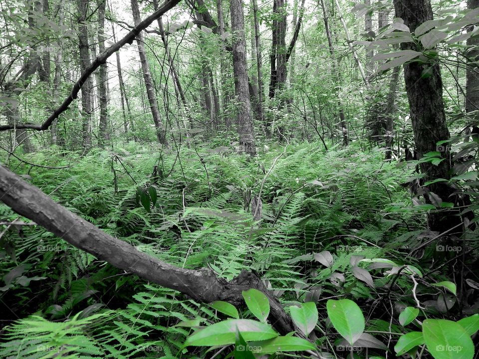 Beautiful green foliage