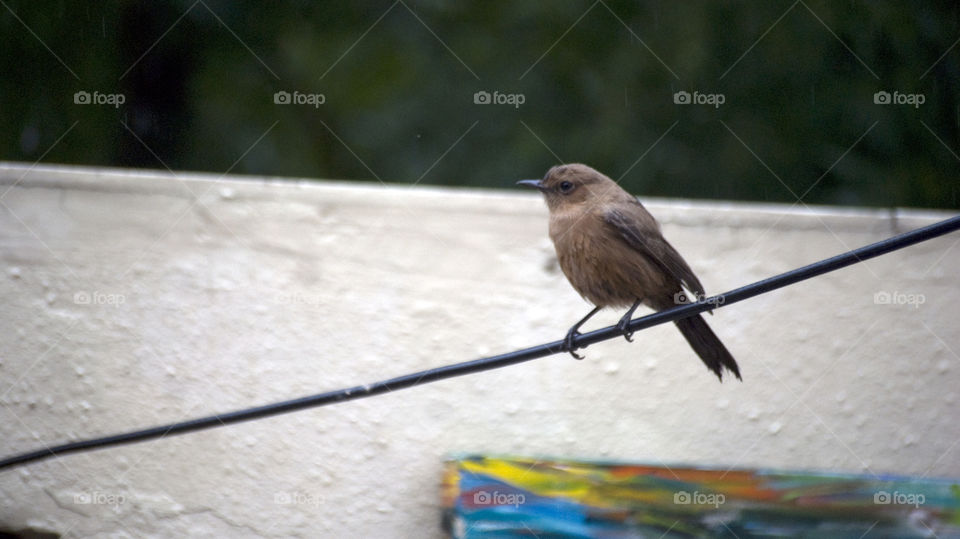 The pretty bird thinking about his next move while enjoying the moment.