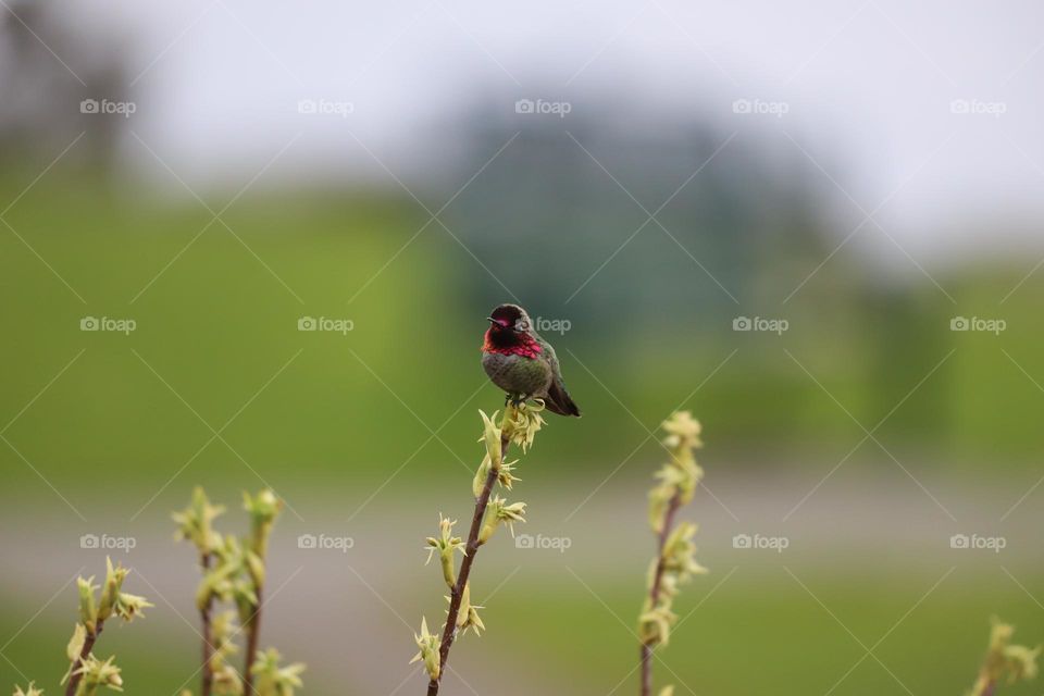 Hummingbird perched 