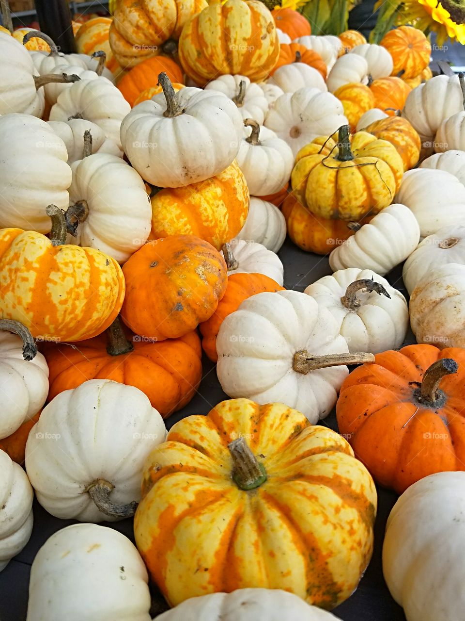 fall mini small pumpkins