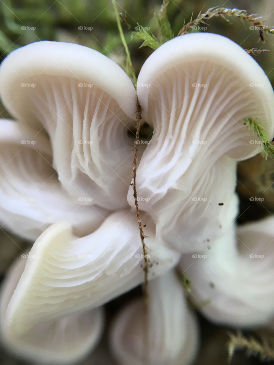 Macro shot of young oyster mushrooms. 