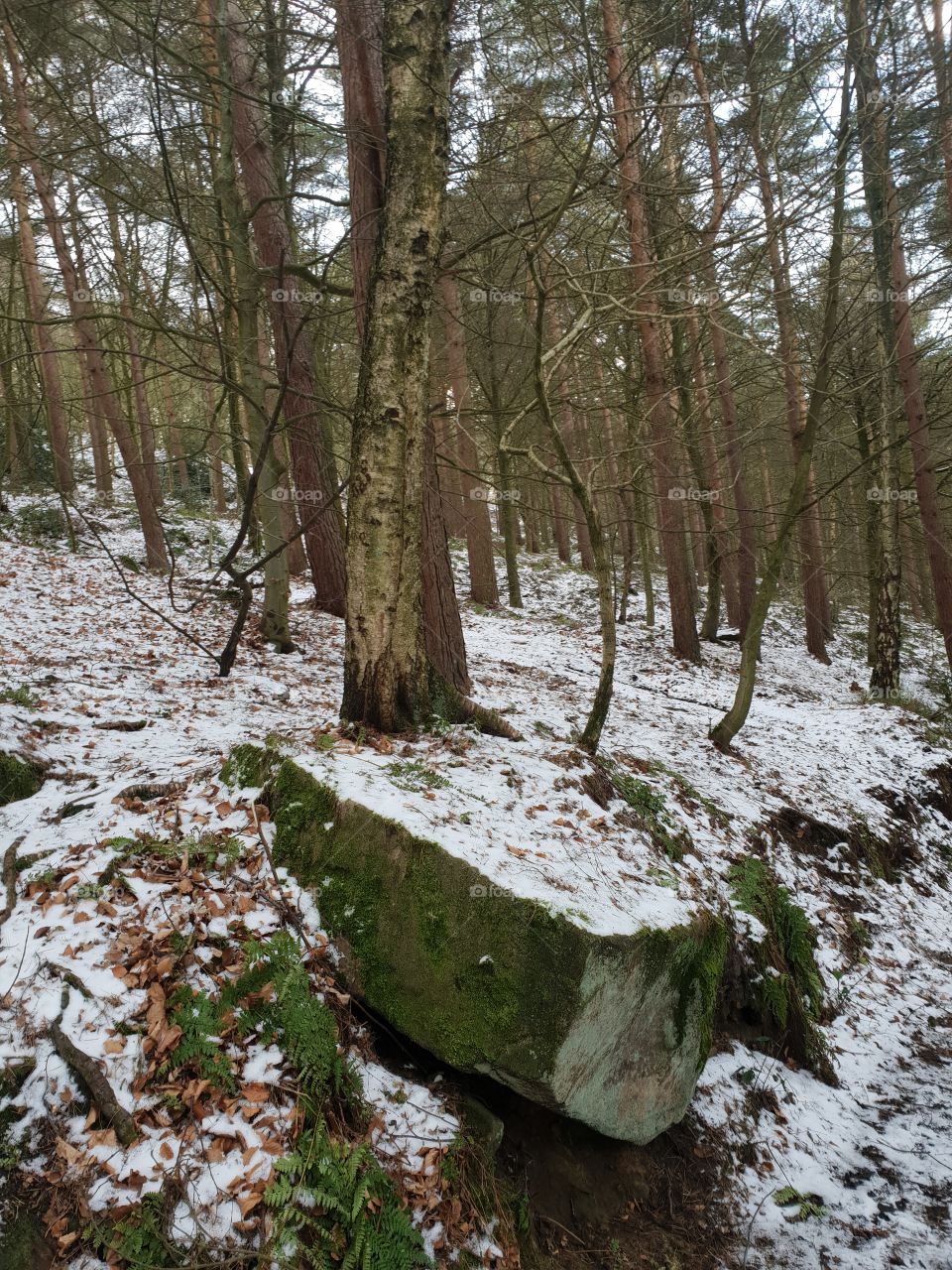 Yorkshire dales snow shower in the woods