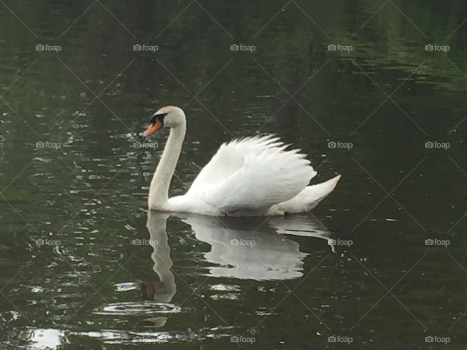 A beautiful swan in a pond in my town 