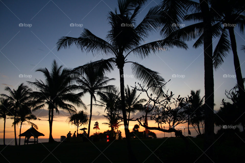 Silhouette of trees at beach during sunset