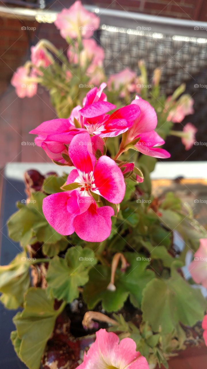 Pink flowers germaniums
