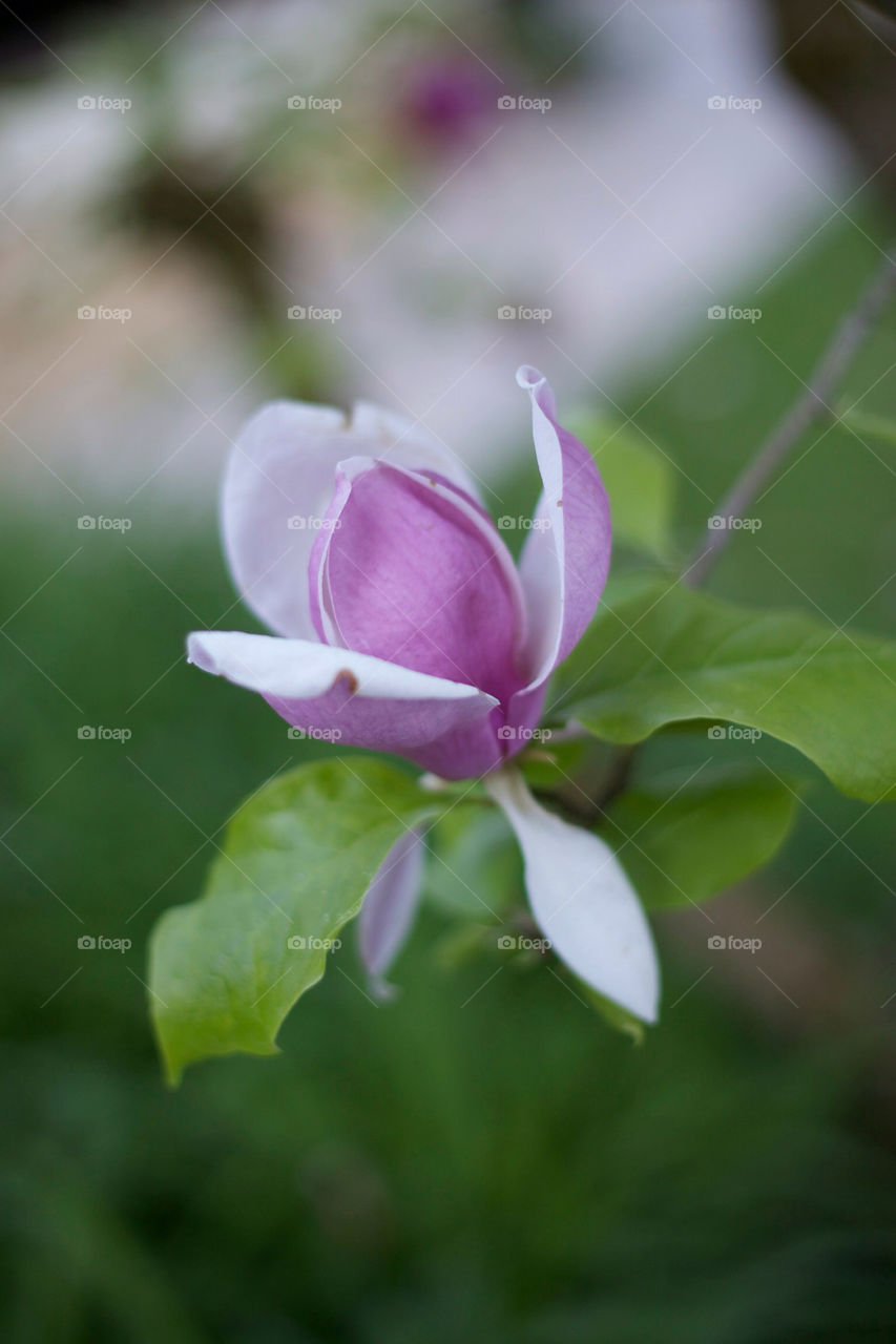 Magnolia