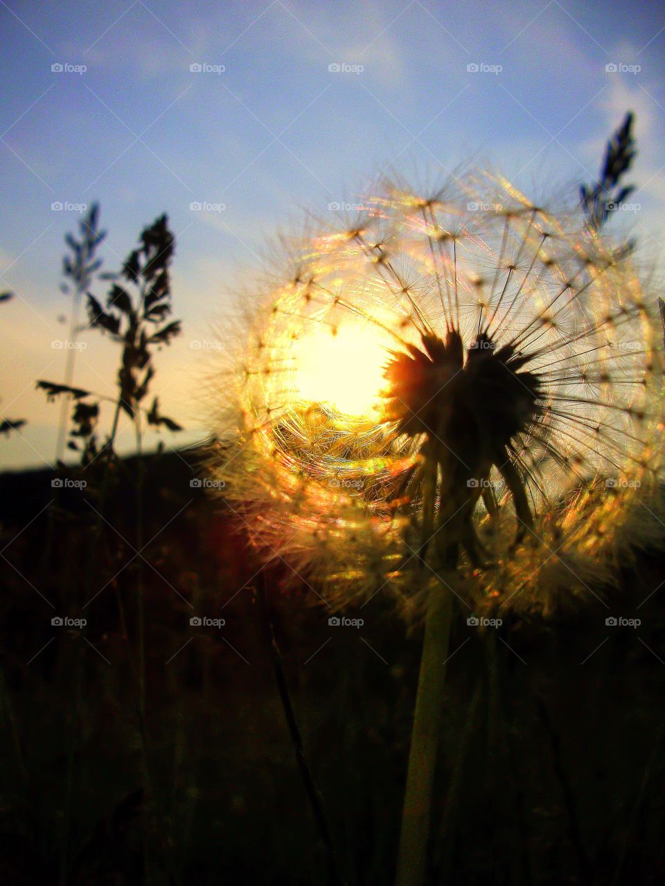 Close-up of a dandelion