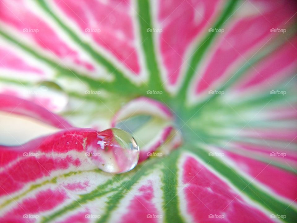 drop on Caladium bicolor