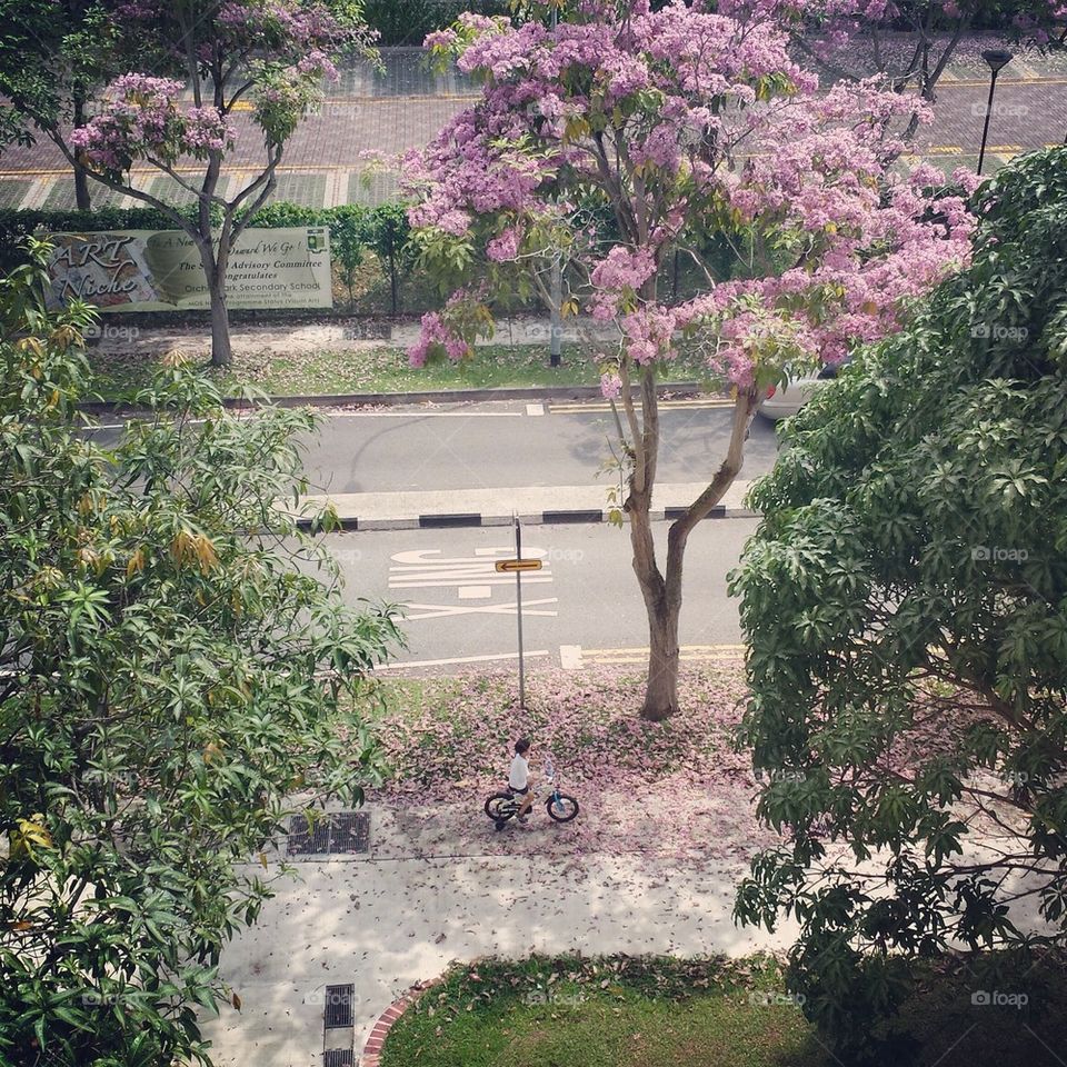 Blossom, Singapore