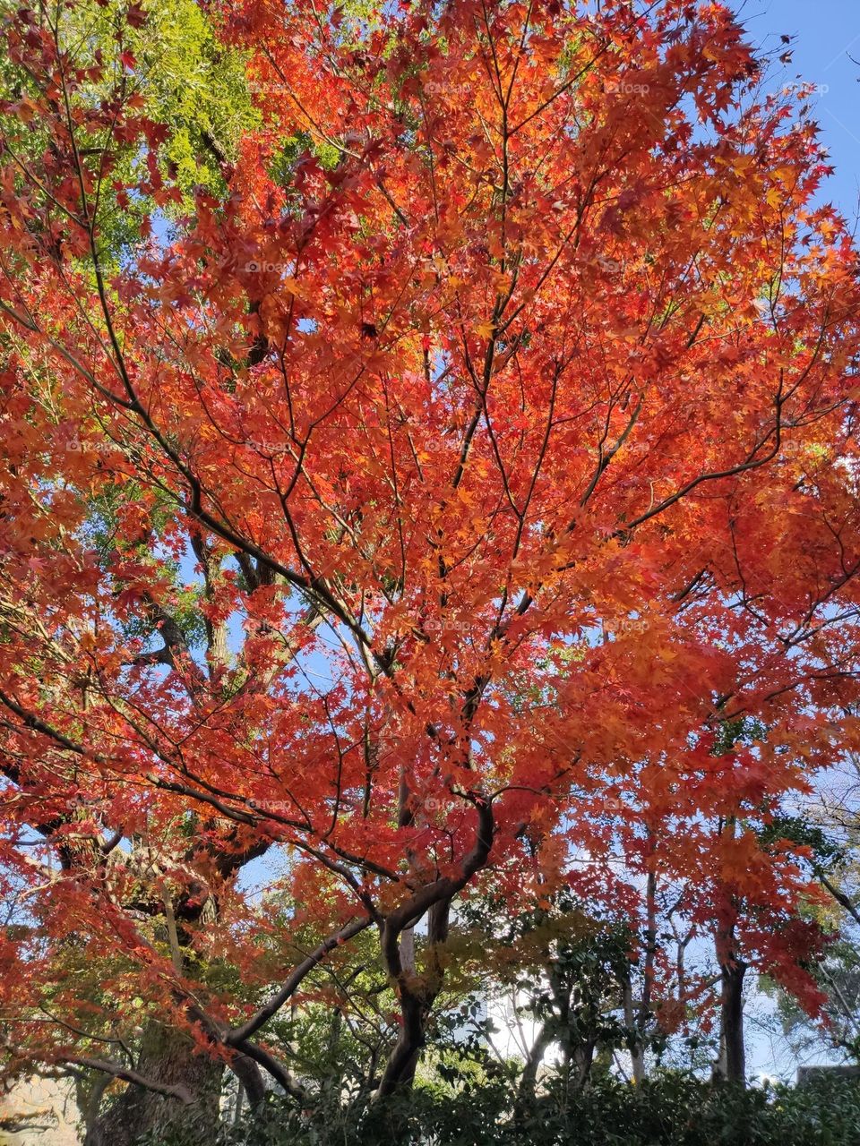 Tree telling us it is Fall