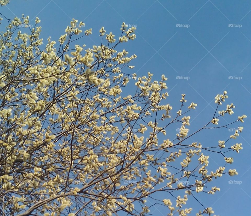 Tree, Branch, Cherry, Season, Flower