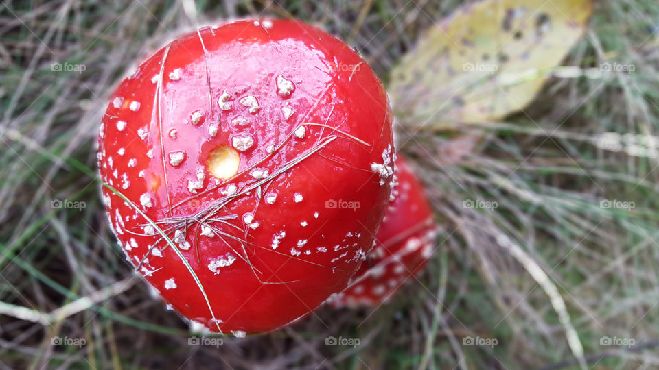 Red and white mushroom - fly agaric from above