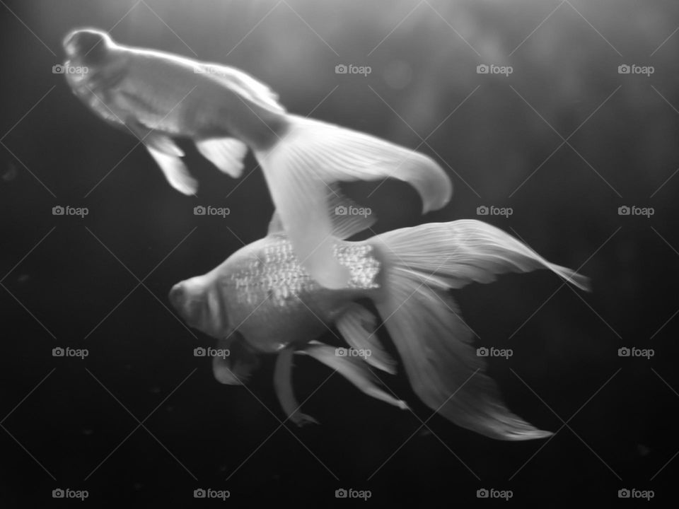 Goldfish in Monotone